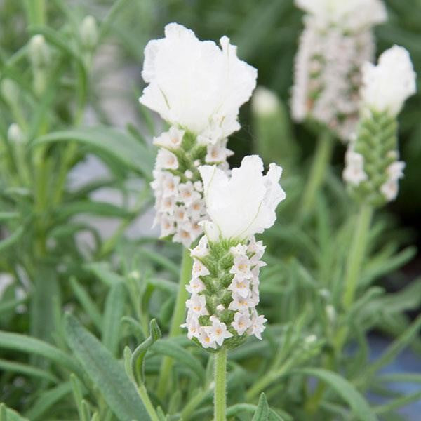 Skärmlavendel 'LaVela White' - 3 plantor