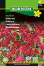 Ageratum 'Red Sea'