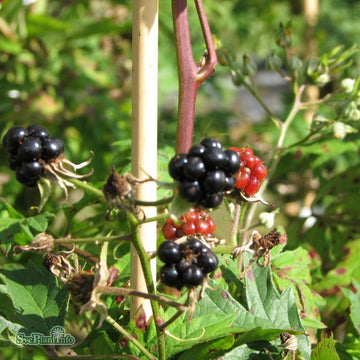 Flikbjörnbär 'Thornless Evergreen' 1-pack i kruka