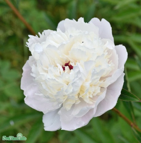 Luktpion 'Madame Calot' 1st barrotad