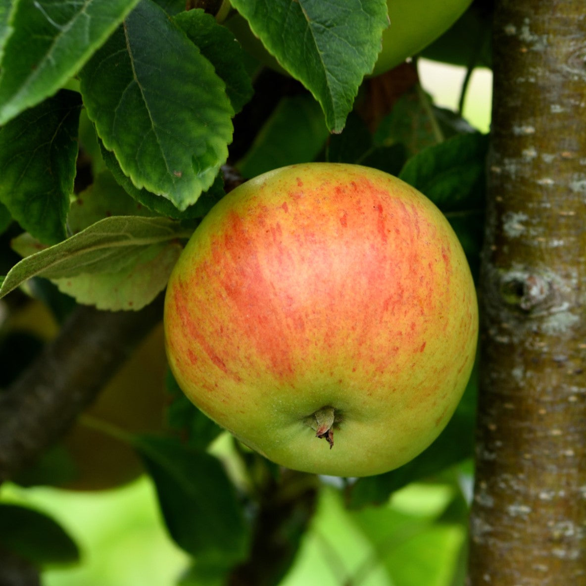 Äpple 'Gyllenkroks Astrakan' E A2 co
