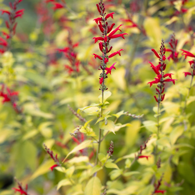 Ananassalvia 10,5cm kruka