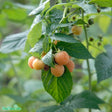 Hallon 'Golden Queen' E Jumboplugg