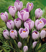 Krokus Storblommig 'Pickwick' 12st