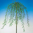 Hängpil 'Pendula' Sh 100-120 co
