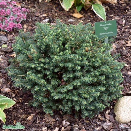 Dvärggran 'Karel' 25-30 co