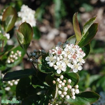 Slånaronia 'Elata' 100-p barrotad 50-80cm
