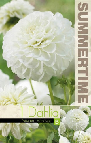 Pompon Dahlia 'White Aster' 1st