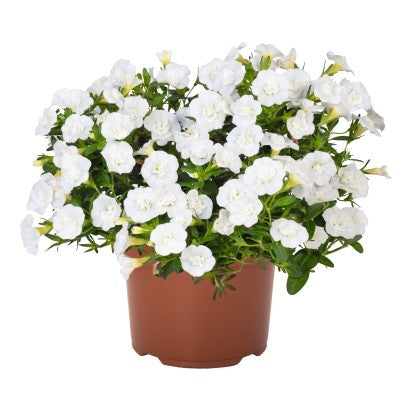 Minipetunia 'Aloha Double White' - 3 plantor