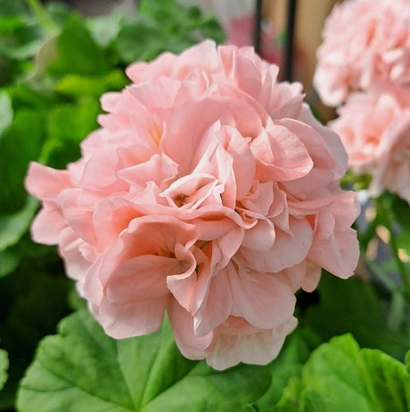 Zonalpelargon 'Mårbacka' Rosa 9cm kruka