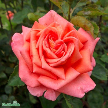 Tehybridros 'Victor Borge' 1-pack barrot