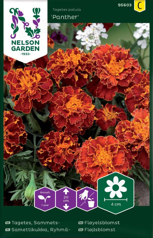 Sammetstagetes 'Panther'