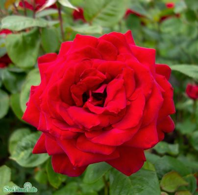 Tehybridros 'Burgund 81' 1-pack barrot