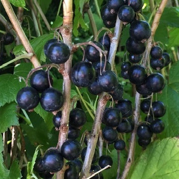 Svarta vinbär 'Titania' 7cm kruka