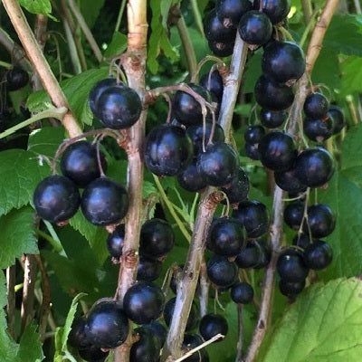 Svarta vinbär 'Titania' 7cm kruka