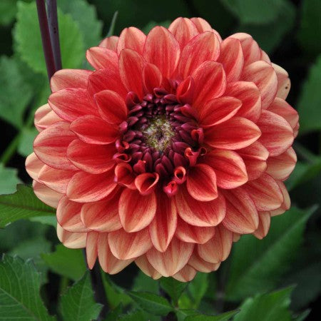 Boll Dahlia 'Glossy Miraza' 1st