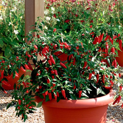 Chilipeppar 'Apache' F1 Frö