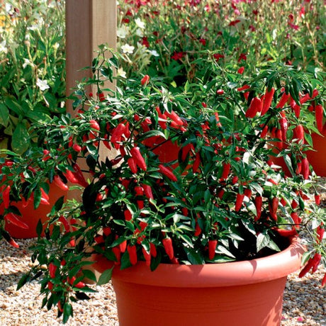 Chilipeppar 'Apache' F1 Frö