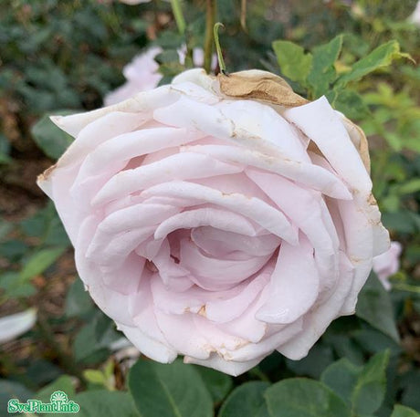 Modern buskros 'Bering Renaissance' 10-pack barrot