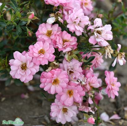 Miniatyrros 'Easy Cover' 1-pack barrot