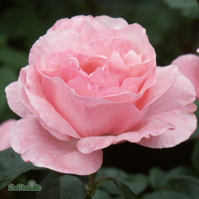 Storblommig Ros 'Queen Elisabeth' 1-pack barrotad