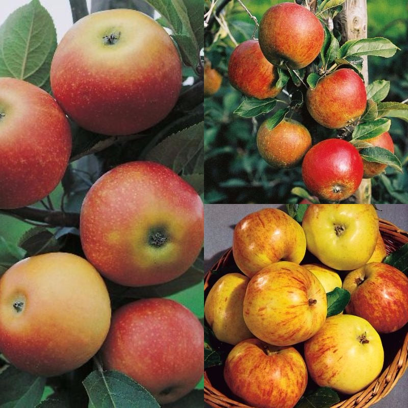Familjeträd Äpple co