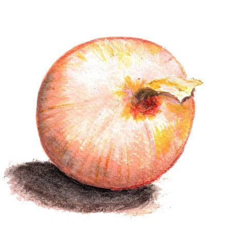 Gul Lök 'Stuttgarter Riesen'