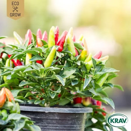 Chilipeppar 'Aurora' KRAV-märkt