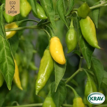 Chilipeppar 'Lemon Drop' KRAV-märkt