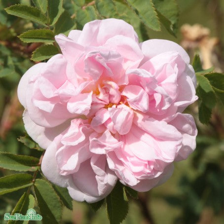 Spinossisimaros 'Stanwell Perpetual' 1-pack barrot