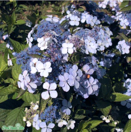 Purpurhortensia 'Bluebird' co 3-pack