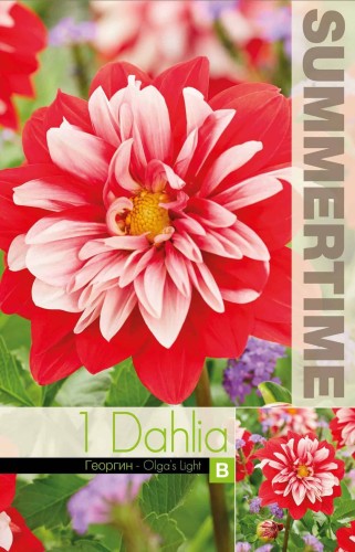 Dekorativ Dahlia 'Olga's Light' 1st