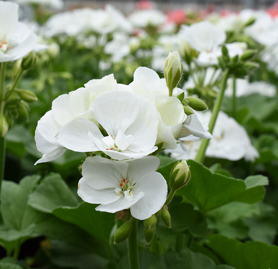 Zonalpelargon 'Toscana Trend Lasse' 12cm kruka