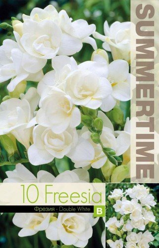 Freesia 'Double White' 10st