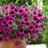 Petunia 'Merlot' - 3 plantor