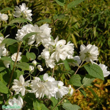 Kameliaschersmin 'Snowbelle' 5-pack i kruka