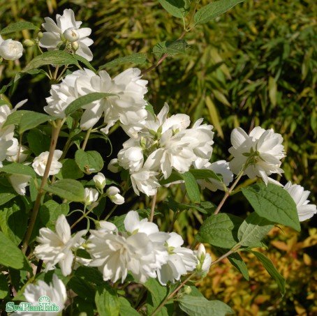 Kameliaschersmin 'Snowbelle' 5-pack i kruka