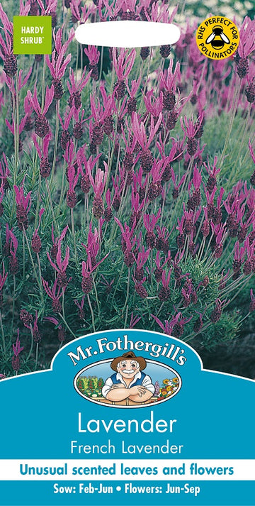 Fjärilslavendel 'French Lavender'
