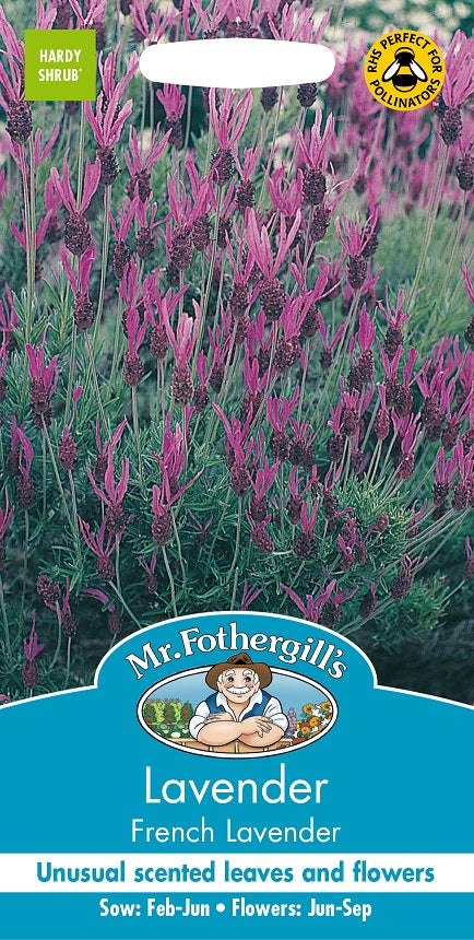Fjärilslavendel 'French Lavender'