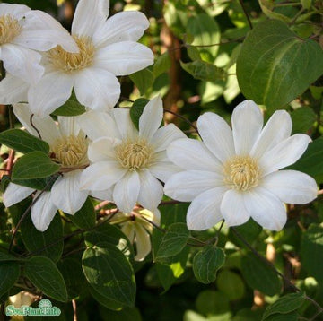 Klematis  'Wada's Primrose' 5-pack