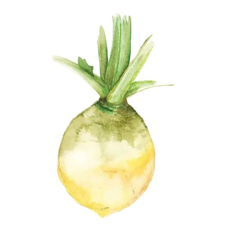 Kålrot 'Vintjärn' GK Svenskodlat frö