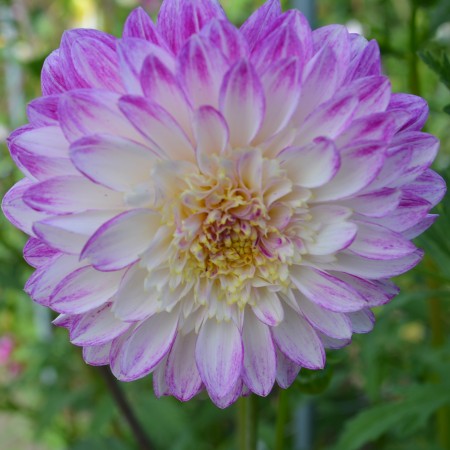 Anemon Dahlia 'Que Sera' 1st