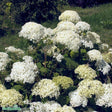Vidjehortensia 'Annabelle' co 1-pack