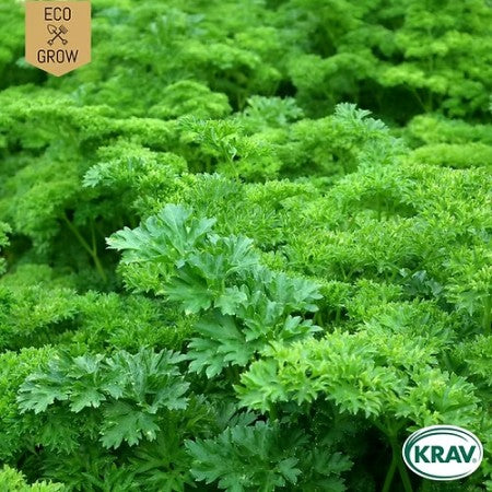 Kruspersilja 'Moss Curled 2' KRAV-märkt