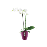 Brussels Orchid High 12,5cm Cherry Red