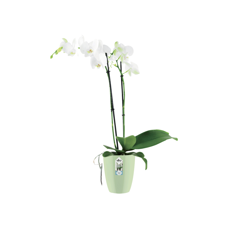 Brussels Orchid High 12,5cm Soft Green