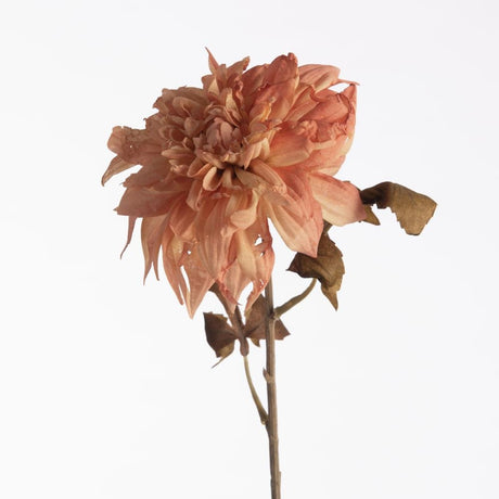 Dahlia Dried peach 74 cm