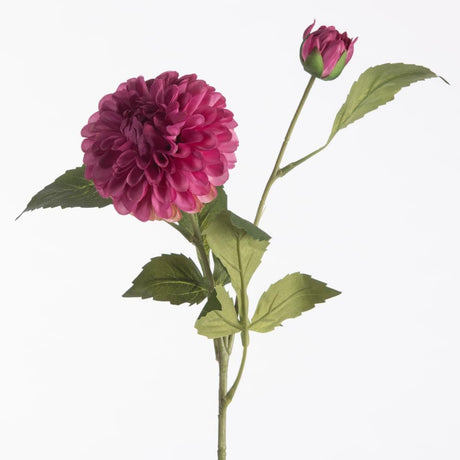 Dahlia pompon beauty x2 61 cm