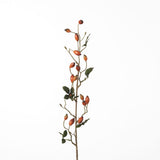 Rosehip Zaffiro Spray orange 84 cm