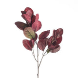 Cotinus Leaf burgundy 65 cm